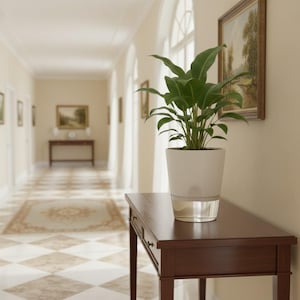 May include: A white self-watering planter with a green plant sits on a dark brown wooden table. The planter has a clear bottom section. The table is in a hallway with a checkered floor and artwork on the walls.