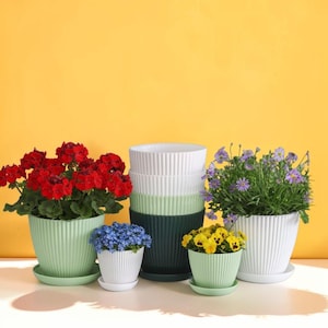 May include: A collection of various sized, ribbed, ceramic flower pots in shades of white, green, and dark green, each holding colorful flowers. The flowers include red geraniums, blue forget-me-nots, yellow pansies, and purple asters. The pots are on a white surface against a yellow background.