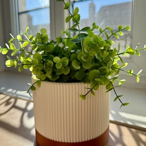 Op de afbeelding: Een potplant met levendig groen blad in eucalyptusstijl met kleine, ronde blaadjes. De plant staat in een cilindervormige pot met een wit, verticaal geribbeld bovendeel en een effen, gladde basis in de kleur terracotta.