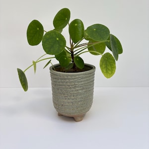 May include: A Pilea peperomioides plant with round, dark green leaves sits in a cylindrical, light grey ceramic pot. The pot features a textured, ribbed surface with dark speckles and is supported by three small, light-coloured feet at the base.