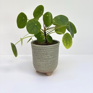 May include: A Pilea peperomioides plant with round, dark green leaves and thin stems, potted in a cylindrical, light grey ceramic planter. The planter features a textured, ribbed surface with small dark speckles and rests on three short, light-coloured feet.