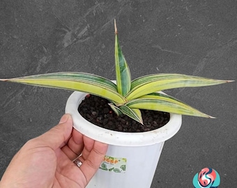 Sansevieria Johannesburgo, planta serpiente variegada y rara de interior tropical