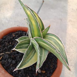 May include: A potted Sansevieria plant, also known as a snake plant, with green and yellow striped leaves edged in white and red. The plant is in a brown terracotta pot filled with dark, volcanic rock. A small metal rod is visible.