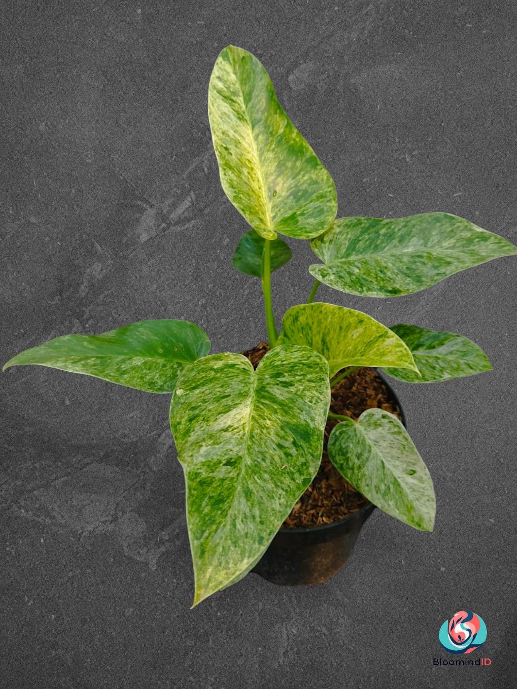 Anthurium Giganteum - Etsy