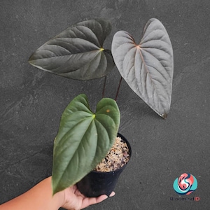 Anthurium Macrolobium - Etsy Canada