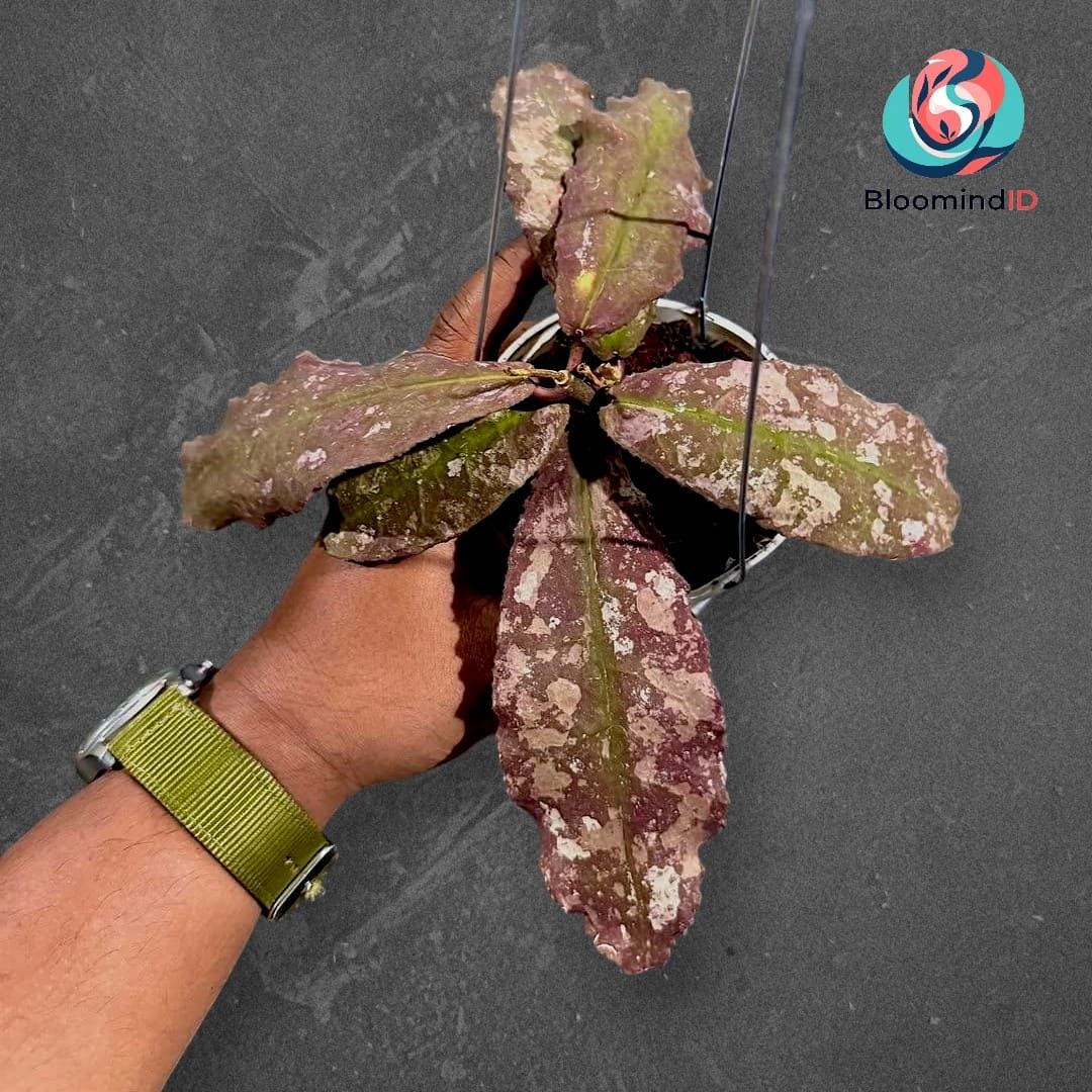 Hoya Undulata Red - Etsy