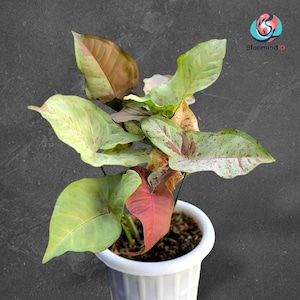 May include: A potted Syngonium plant with variegated arrow-shaped leaves in shades of light green, cream, and soft pink. The plant is housed in a simple white plastic pot filled with dark potting soil, displaying a mix of solid and speckled foliage.