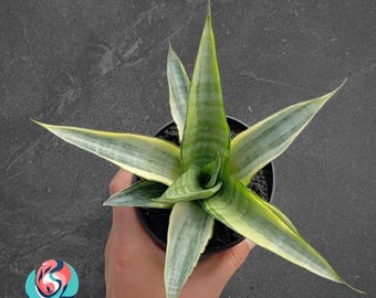 Sansevieria Cordova Blanca Variegada, planta serpiente rara de interior tropical