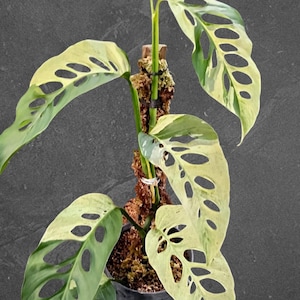 Monstera Laniata Mint Variegated - Etsy
