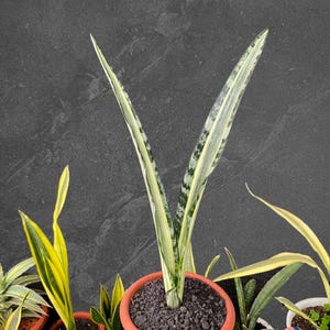 Sansevieria Bantel's - Etsy