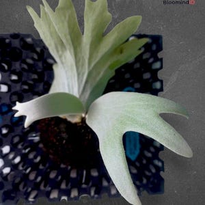 Platycerium Willinckii Silver SP West Java Jungle plant tropical house