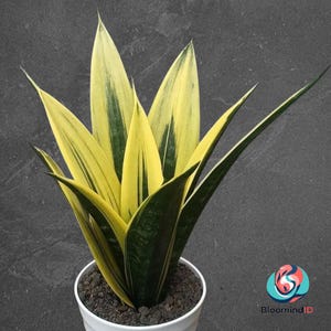 以下が含まれることがあります： 鮮やかな黄色と緑の縞模様の葉を持つ鉢植えのサンスベリア。植物は、暗い土で満たされた白い鉢に入っており、濃い灰色の背景に配置されています。長く尖った葉が、印象的な視覚的コントラストを生み出しています。