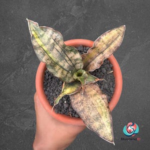 Sansevieria Kirkii - Etsy