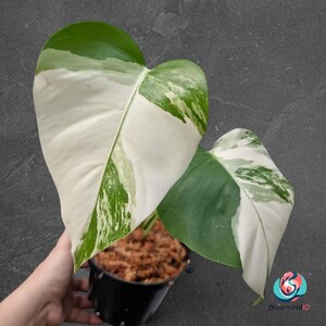 Puede incluir: Una planta de Monstera en maceta con hojas grandes y abigarradas. Las hojas muestran una mezcla de patrones blancos, verdes y verde oscuro. La planta está en una maceta negra con un medio de cultivo marrón y fibroso. El fondo es gris liso.