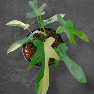 Variegated Pedatum - Etsy
