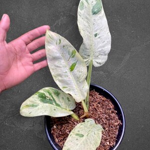 philodendron fendleri 3-5 FT Philodendron 'Fuzzy Petiole' – Dahing Plants