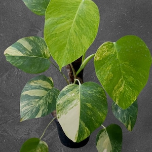 May include: A variegated Monstera plant in a black pot featuring heart-shaped leaves with distinct patterns of dark green, light green, and creamy white splashes. The foliage displays irregular variegation across the surface of each leaf.