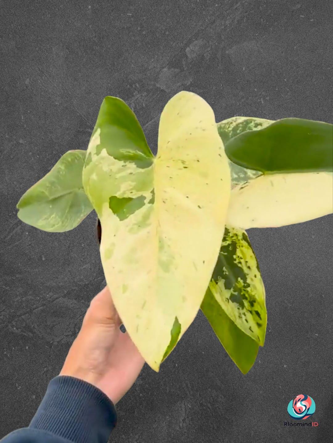 philodendron majestic kaufen Philodendron Majestic XL 2 in 1 main image 1