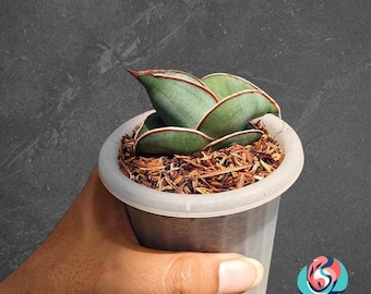 Sansevieria Banana, planta rara de serpiente de interior tropical