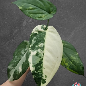 May include: Close-up of a variegated plant with large, heart-shaped leaves. The leaves display a striking pattern of white, dark green, and light green variegation. The plant is set against a dark gray background, highlighting its unique color variations.