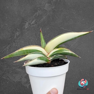 Sansevieria Robusta - Etsy