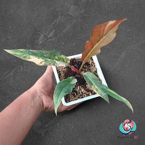 Filodendro Caramel Marbie, variegado, planta ornamental rara de interior tropical