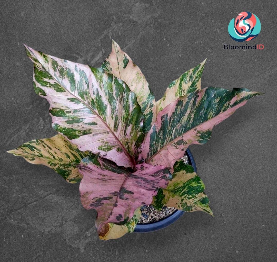 Anthurium Hookeri Pink Diamond Variegated - Etsy