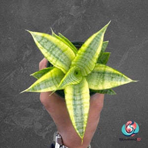 Peut inclure: Vue de dessus d'une petite plante serpent dans un pot. La plante présente de longues feuilles pointues avec un motif rayé jaune et vert vif. Les feuilles rayonnent à partir d'un point central, créant une forme d'étoile. La plante est dans un pot vert foncé.