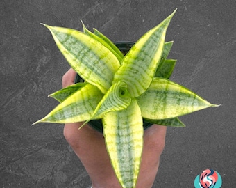 Sansevieria Apio dulce Variegada Planta serpiente rara de interior tropical