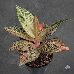 Aglaonema Golden Hope - Etsy