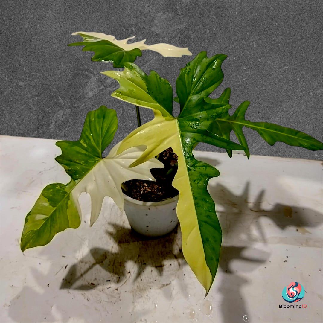 Philodendron Variegated Golden Dragon - Etsy