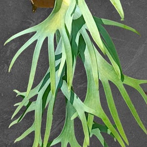 Platycerium Willinckii Golden Silver Sp Oost-Java Grote plant tropische kamer