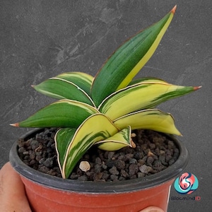 Sansevieria Samurai Dwarf Variegated rare snake plant tropical house
