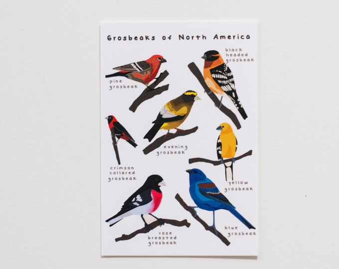 Grosbeaks of North America Print | Grosbeak Print | Small Print of North American Birds