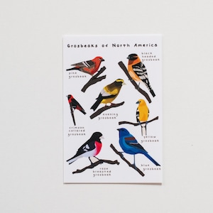 Gros-becs d'Amérique du Nord Impression | Impression gros-bec | Petits caractères d'oiseaux d'Amérique du Nord
