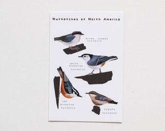 North American Nuthatch Art Print: Bird Illustration Postcard