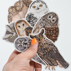 Stickers chouette | Lot de 7 stickers Espèces de hiboux | Stickers oiseaux mats découpés 4 po. | Effraie des clochers, Chevêches rayées, Milou, Chevêches des terriers