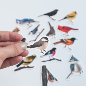 Song Bird Stickers Set of 14 Songbird Stickers 2 Matte Die Cut Bird Stickers image 6