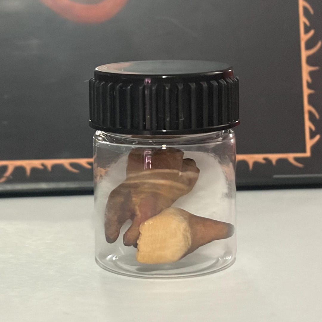 Teeth In Jar Hand-carved Wooden Teeth Specimen Jar | Gothic Macabre Curiosity Decor ...