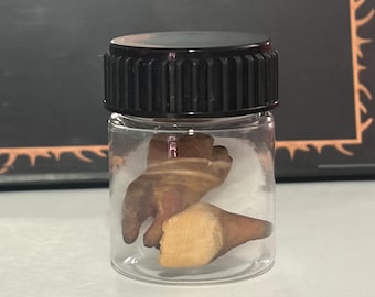 Hand-Carved Wooden Teeth Specimen Jar | Gothic Macabre Curiosity Decor