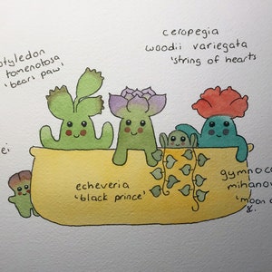 Puede incluir: Una ilustración de acuarela de una maceta amarilla con varias suculentas, incluyendo lithops lesliei, cotyledon tomentosa 'pata de oso', echeveria 'príncipe negro', ceropegia woodii variegata 'cadena de corazones' y gymnocalycium mihanovichii 'cactus de luna'.