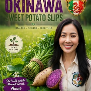 May include: An advertisement for Okinawa sweet potato slips. The image features a woman smiling, with a bundle of green vegetables, whole and sliced purple sweet potatoes, and text that reads "Okinawa Sweet Potato Slips". The text also includes "Healthy, Strong, High Yield".