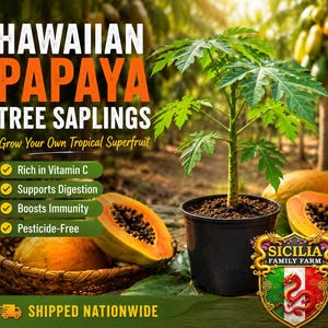 May include: A young Hawaiian papaya tree sapling in a black plastic pot, surrounded by halved papayas with black seeds in a woven basket. Text reads: HAWAIIAN PAPAYA TREE SAPLINGS, Grow Your Own Tropical Superfruit, Rich in Vitamin C, Supports Digestion, Boosts Immunity, Pesticide-Free, SHIPPED NATIONWIDE, and SICILIA FAMILY FARM.