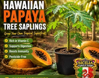 Rare Hawaiian Papaya Tree Sapling - Live Plant 6-10" Tropical Fruit Tree Pesticide Free