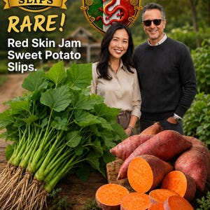 May include: Image features a display of Red Skin Jam Sweet Potato Slips, with whole and sliced sweet potatoes. The text reads "10 Slips Rare!" and "Sicilia Family Farm". Two people are smiling in the background.