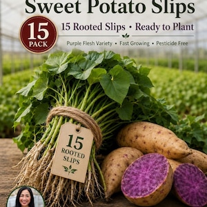 May include: A bundle of green Okinawa sweet potato slips with roots tied by twine, featuring a tag labeled 15 Rooted Slips. Beside the bundle are whole and sliced purple-fleshed sweet potatoes. Text reads Okinawa Sweet Potato Slips, 15 Pack, and Sicilia Family Farm.