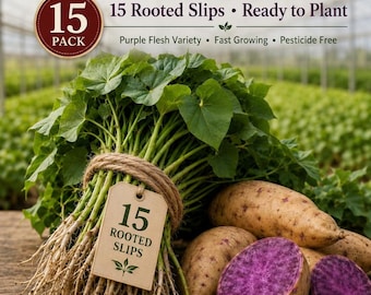 15 - Okinawa Sweet Potato Slips. Purple. Organically Grown. Pesticide Free. Rooted, Ready to Plant