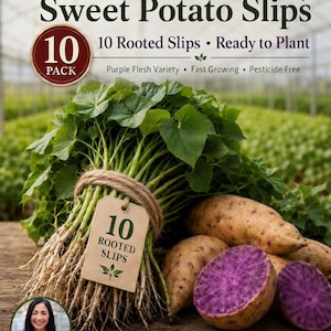 May include: A bundle of green Okinawa sweet potato slips with roots tied by twine, featuring a tag labeled 10 Rooted Slips. Beside the bundle are whole and halved sweet potatoes with purple flesh. Text reads Okinawa Sweet Potato Slips 10 Pack.