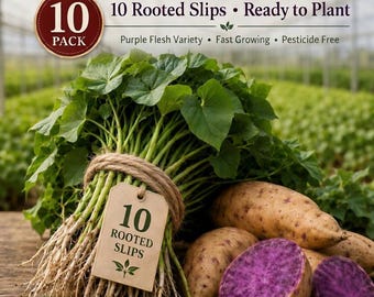 10 - Okinawa Sweet Potato Slips. Purple. Organically Grown. Pesticide Free. Rooted, Ready to Plant