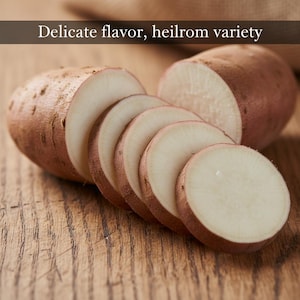 May include: Sliced heirloom variety root vegetables with a reddish-brown skin and creamy white flesh, arranged on a wooden surface. The image includes the text "Delicate flavor, heilrom variety".